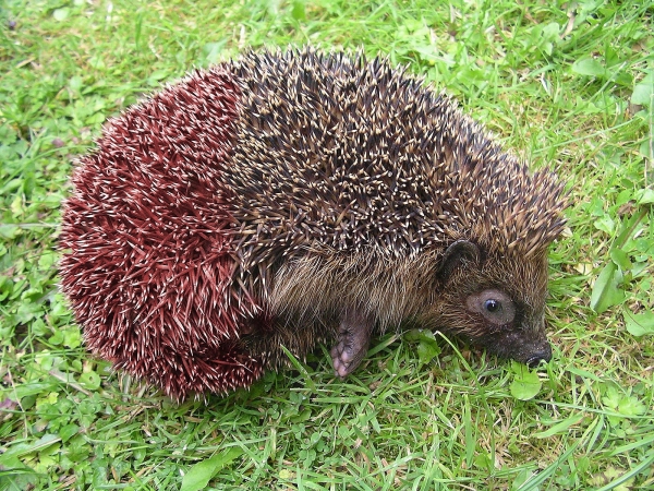 Creation of European Hedgehog: Step 2