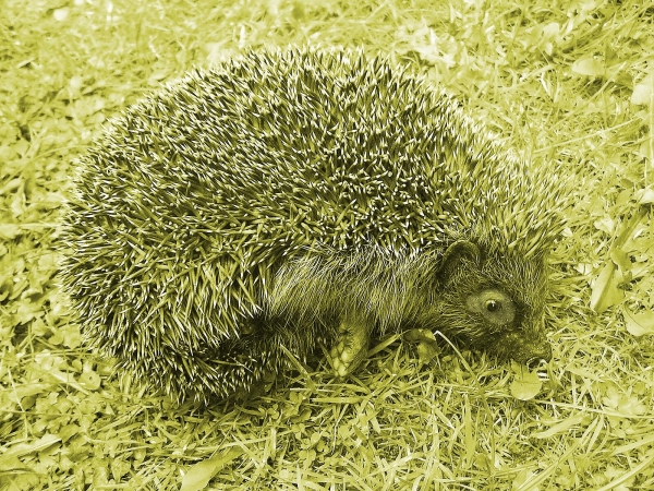 Creation of European Hedgehog: Step 3