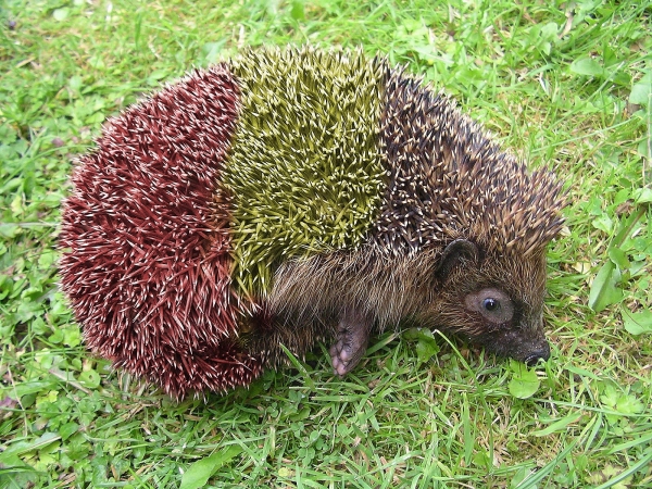 Creation of European Hedgehog: Step 4