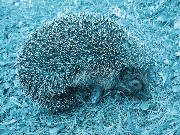 Creation of European Hedgehog: Step 5