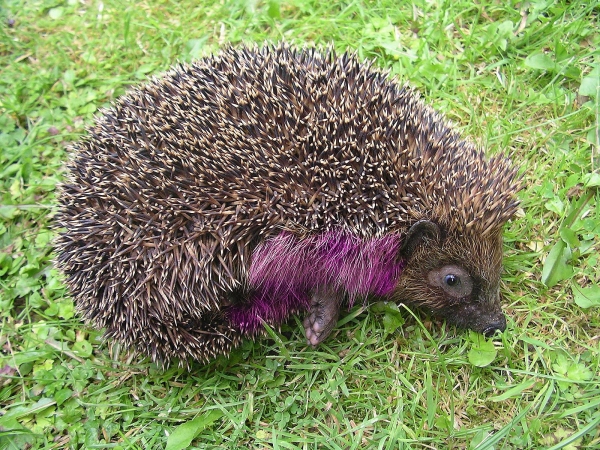 Creation of European Hedgehog: Step 6