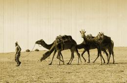 Giraffe on the Camels