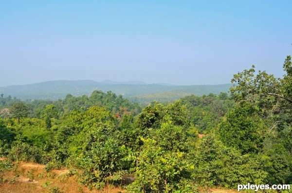 Forest,mountain and horizon