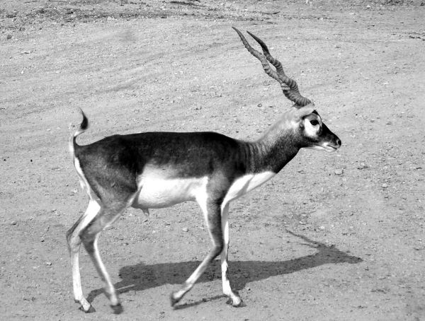 Blackbuck