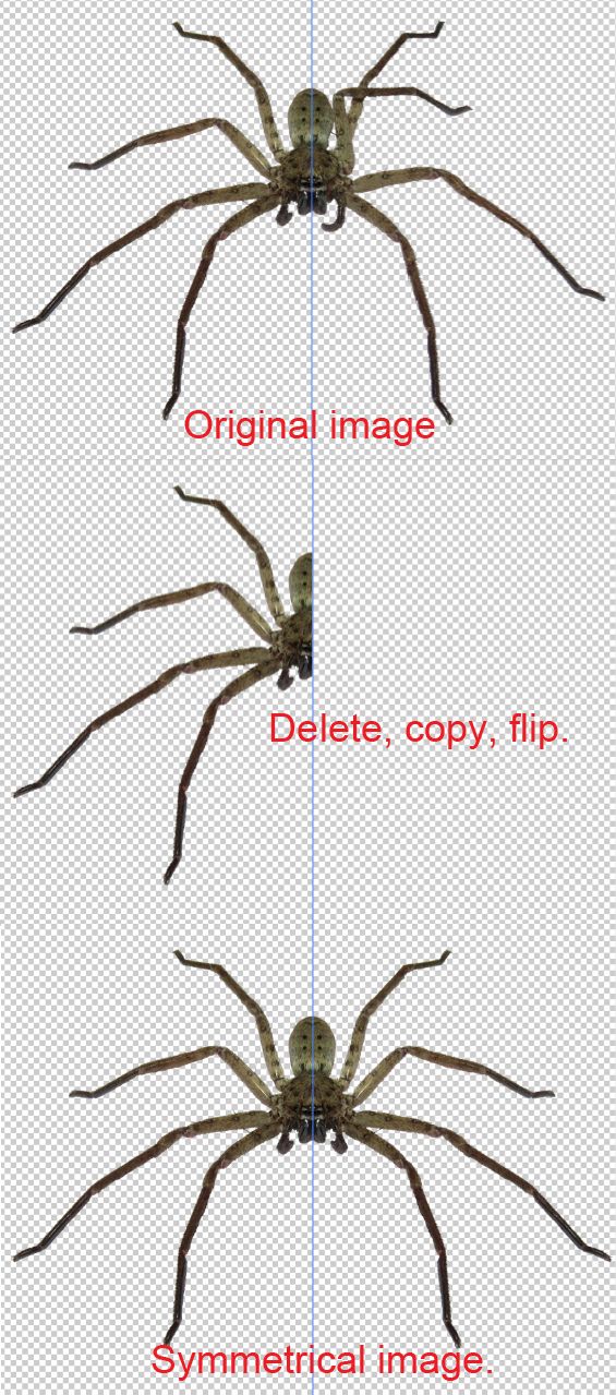 Creation of Wolf spider: Step 3