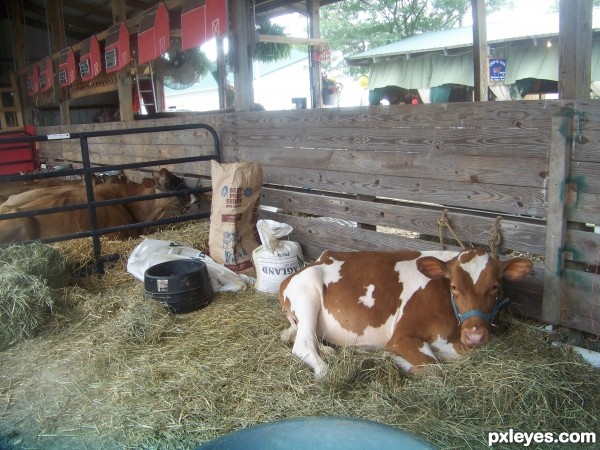 Creation of Cowbarn at the County Fair: Step 1