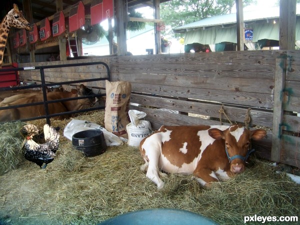 Creation of Cowbarn at the County Fair: Step 18