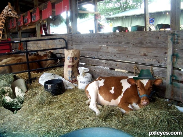 Creation of Cowbarn at the County Fair: Step 19