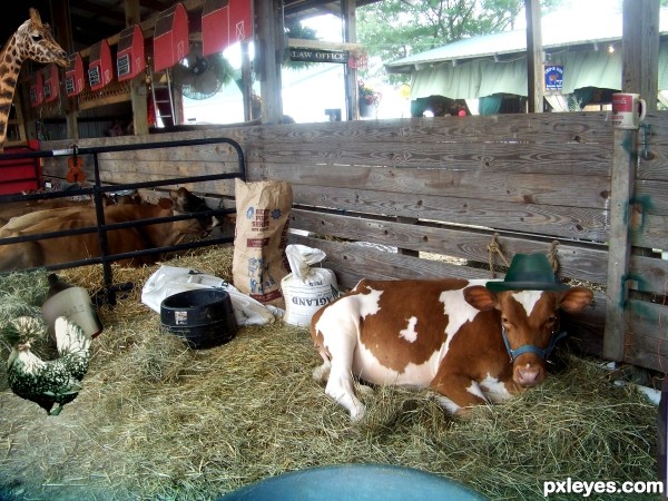 Creation of Cowbarn at the County Fair: Step 20