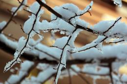 Frozenbranches