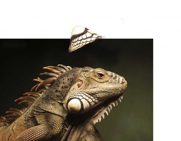 Creation of Iguana fighter: Step 3