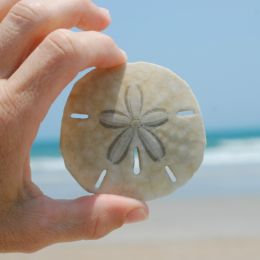 Sand dollar Picture