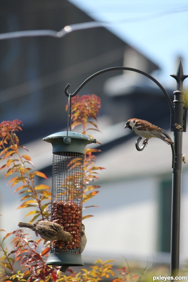 Creation of BirdHouse: Step 1