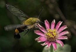 Humming Bird Moth