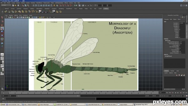 Creation of dragonfly: Step 1