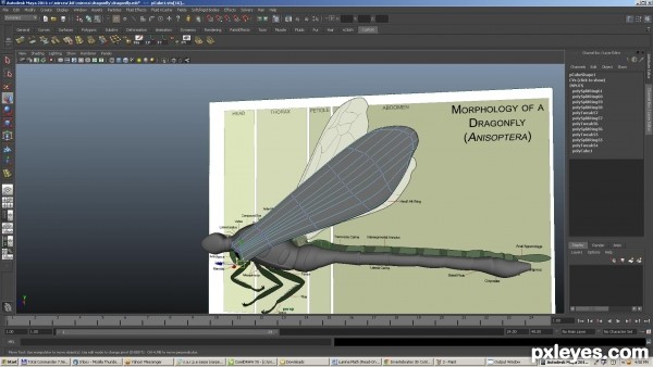 Creation of dragonfly: Step 4