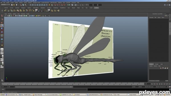 Creation of dragonfly: Step 7