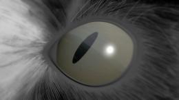 Cateye