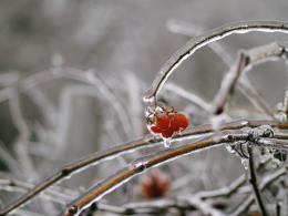 Frozen Fruit