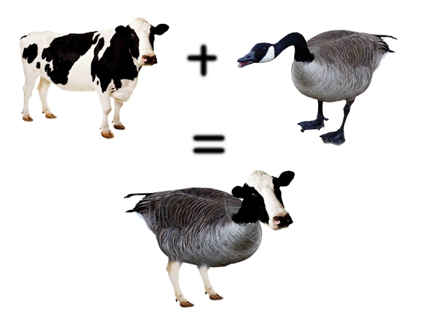 Creation of CowDuck: Step 2