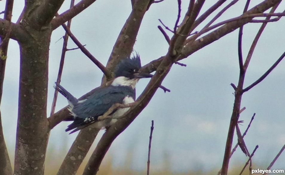 Kingfisher in the mist