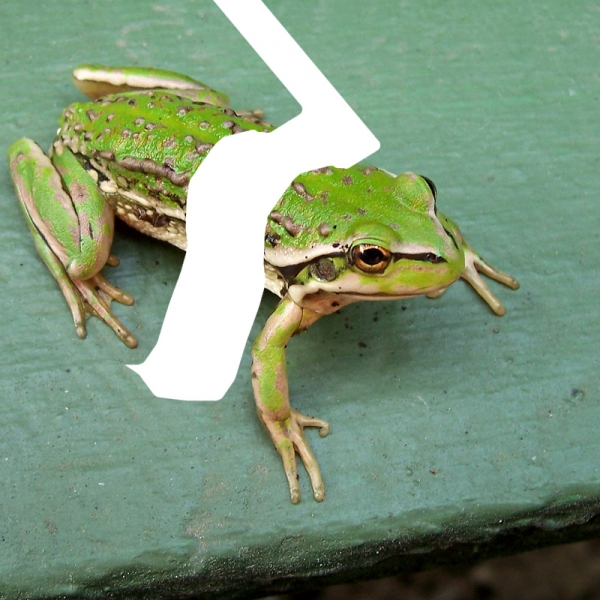 Creation of dissected frog: Step 1