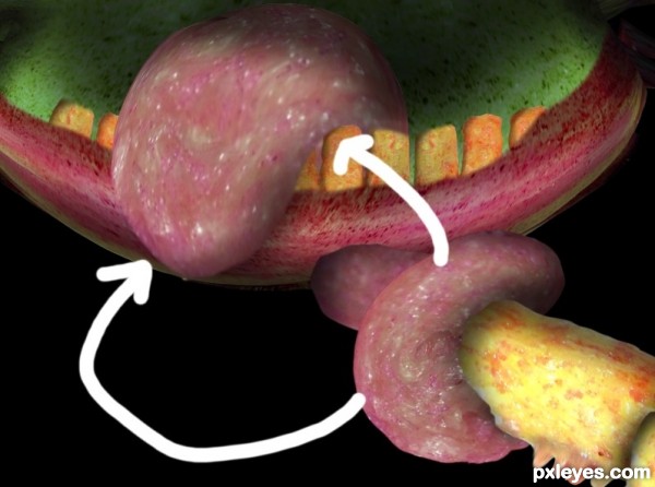 Creation of Measuring the Amaryllis: Step 17