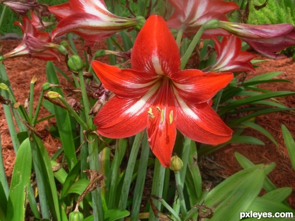 Creation of Measuring the Amaryllis: Step 2