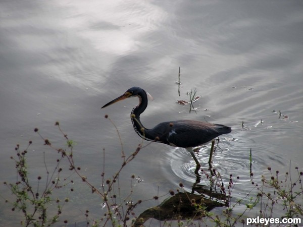 Creation of Bird on the Water: Step 1