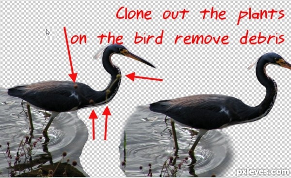 Creation of Bird on the Water: Step 4