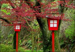 Japanese Lanterns in the Fall