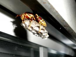 wasp under window
