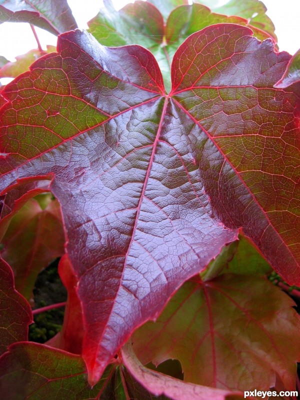 Virginia Creeper