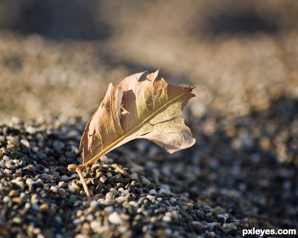 a worthless leaf