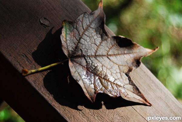 Creation of lone leaf...: Step 5