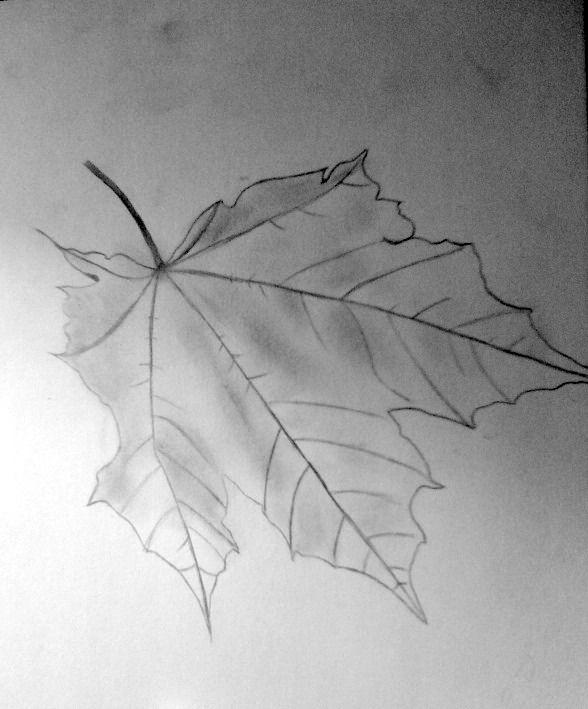 Creation of Leafy: Step 3