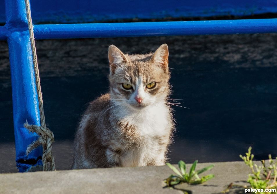 Kooky Kitten