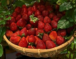 Scintillating, Scrumptious, Sumptuous, Sensational - Strawberries