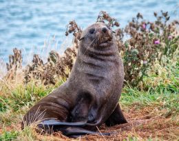 Portrait of a seal