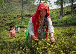 Tea Pickers