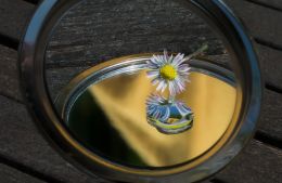 Daisy refraction