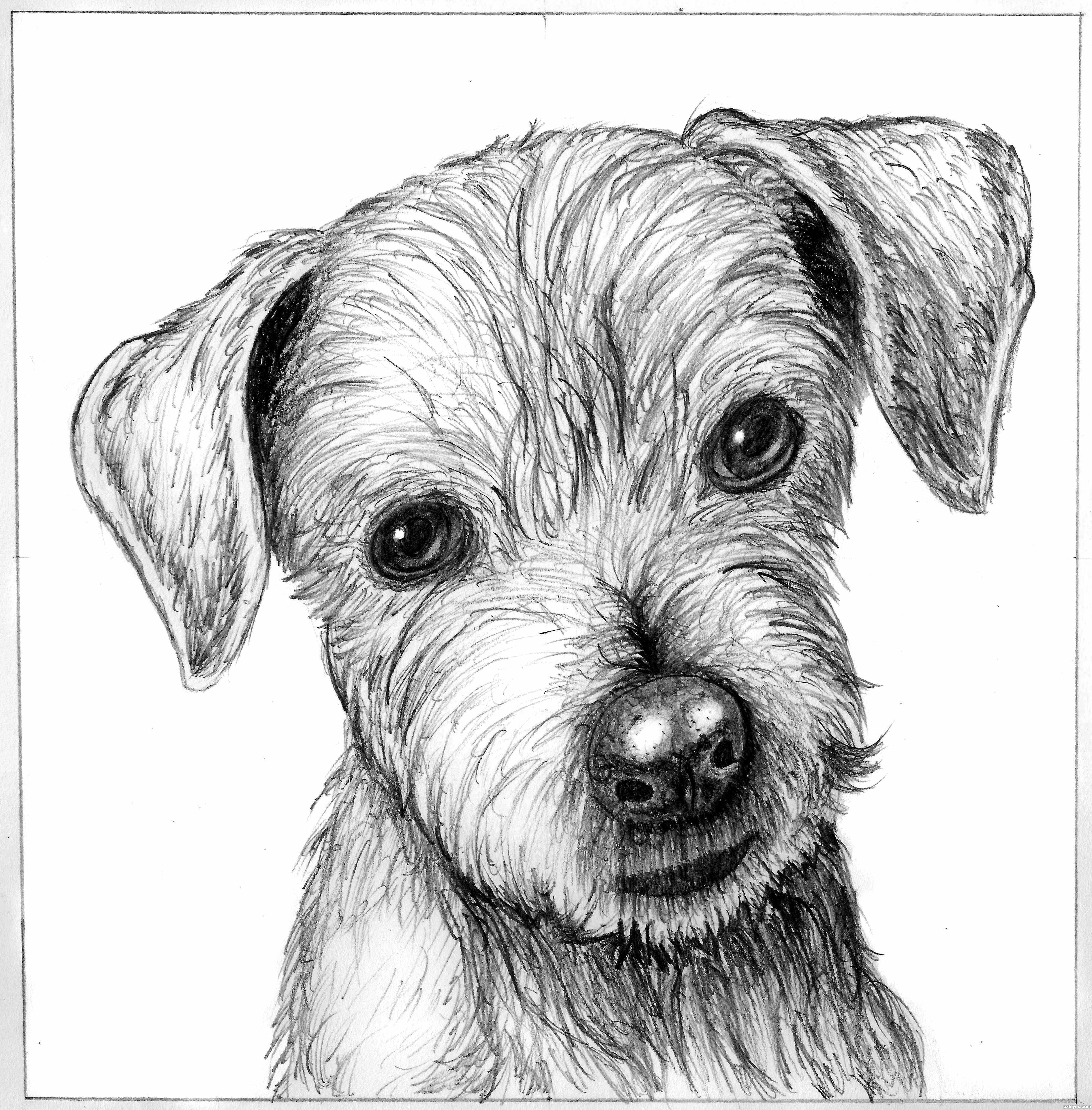 Easy Draw A Dog Sketch with Realistic