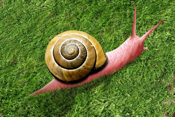 Creation of Snail: Step 13