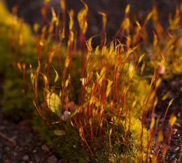 Moss in afternoon sun