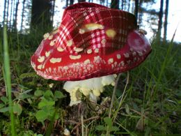 Shroom Hat