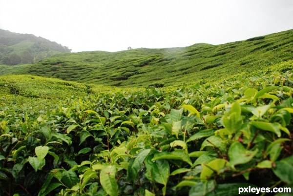 Creation of couple lost at tea farm: Step 1