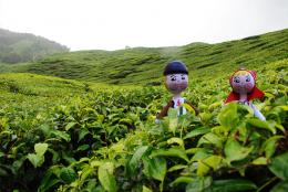 couple lost at tea farm