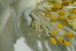 Crab spider