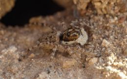 Jumping spider