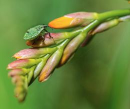 Stinky bug on a montbretia